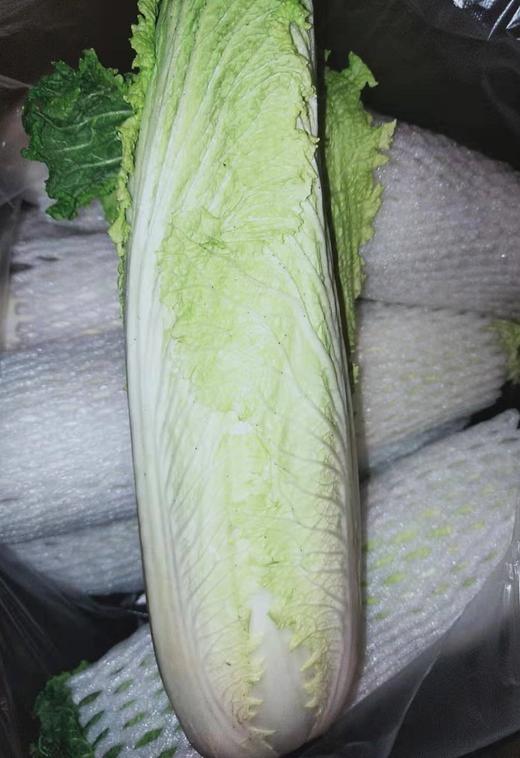 精选有机种植东北绍菜550克650克