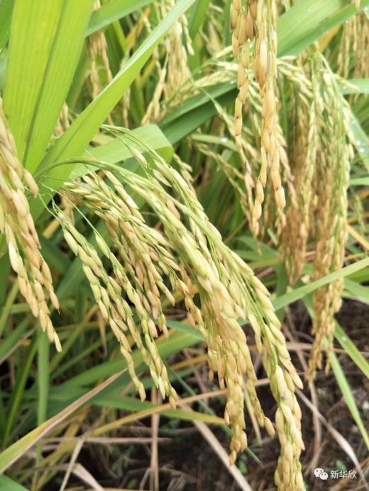 华欣人感恩送温暖（承恩贡米10斤装） 商品图3