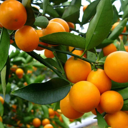 金桔橘新鲜金桔 商品图0