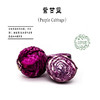 生态紫甘蓝 | 营养丰富 | 石嫣农场 * Eco-friendly Red Cabbage 商品缩略图1