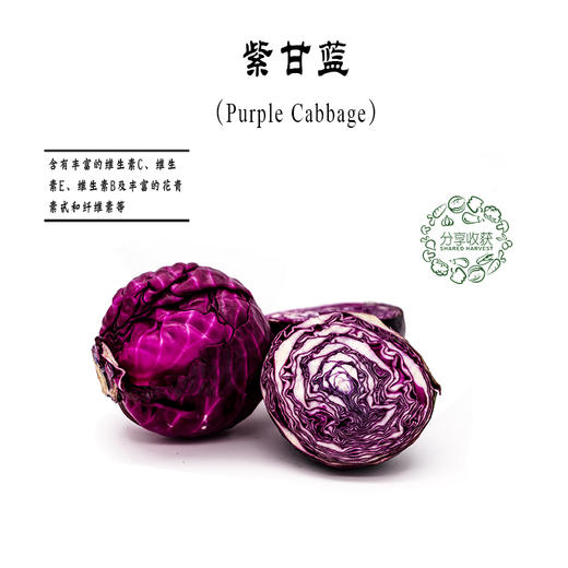 生态紫甘蓝 | 营养丰富 | 石嫣农场 * Eco-friendly Red Cabbage 商品图1