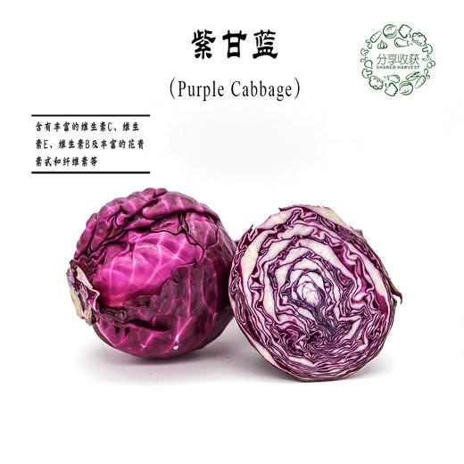 生态紫甘蓝 | 营养丰富 | 石嫣农场 * Eco-friendly Red Cabbage 商品图2