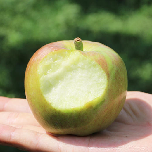 新鲜上市入夏伏苹果青苹果口感酸甜500g新鲜水果
