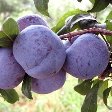 【恐龙蛋】2粒/份李子，甜多酸少，果肉较厚。营养美味。 商品图1