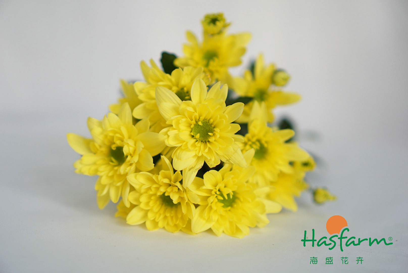 HS多头小菊-蒙娜丽莎黄-10枝/扎