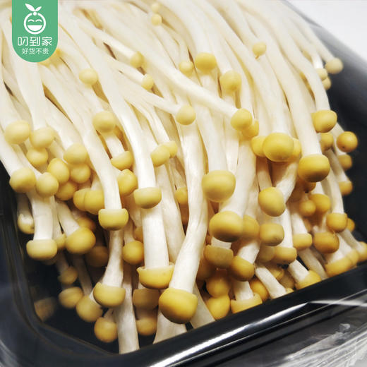 南靖黄金针菇/1包(350g-400g)