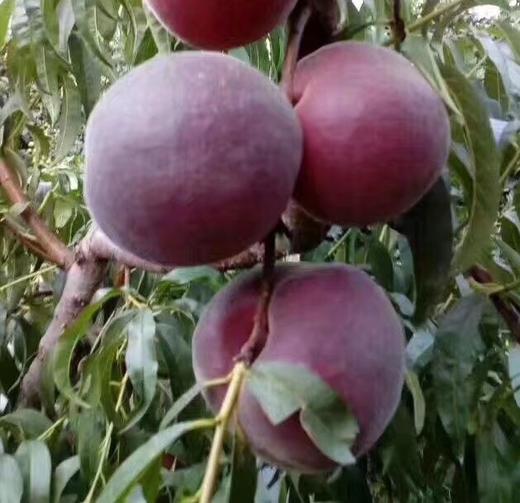 血丝的美国黑桃皇后皮薄肉厚香甜汁多稀有品种营养成分是一般桃子十倍