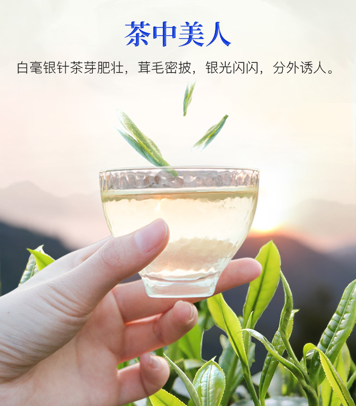 八马茶业福鼎白茶白毫银针紫金白兰礼盒装120g