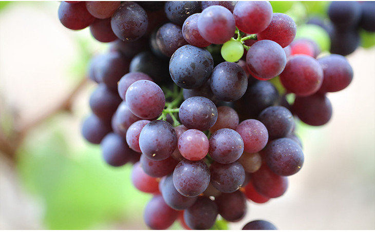 玫瑰香葡萄约重2斤无籽香味十足