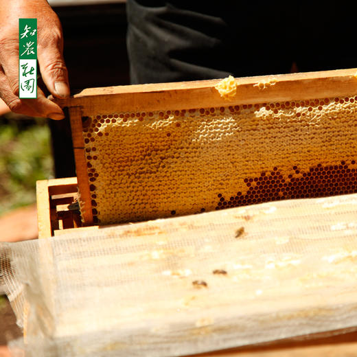一年一季黑蜂雪蜜新鲜上市！『自然精粹』知农庄园——黑蜂雪蜜 500g 商品图1