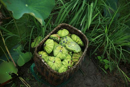 2025年秋武夷五夫手剥莲子 商品图10