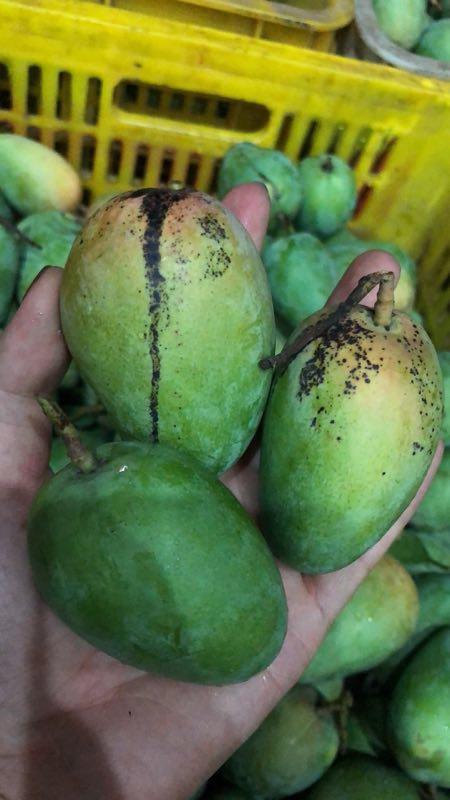 芒果】甜度高,香味浓,果园新鲜采摘,树上熟,5斤精品大台农,10斤花皮小