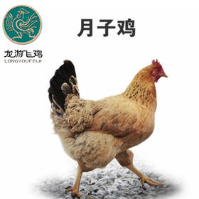 【扶贫】龙游飞鸡月子鸡（ 产地直发）