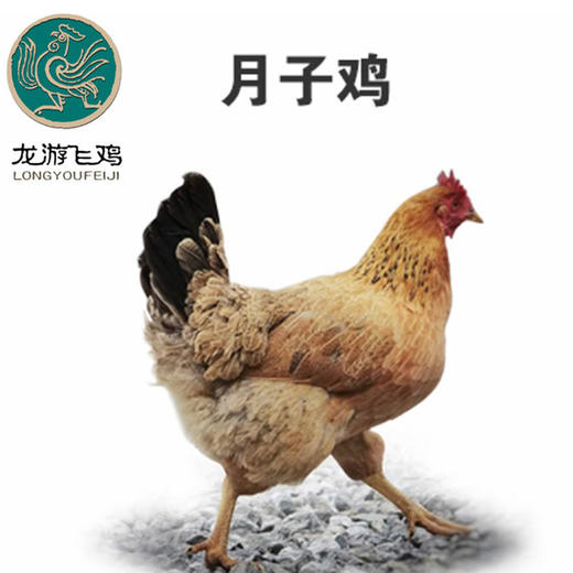 【扶贫】龙游飞鸡月子鸡（ 产地直发） 商品图0