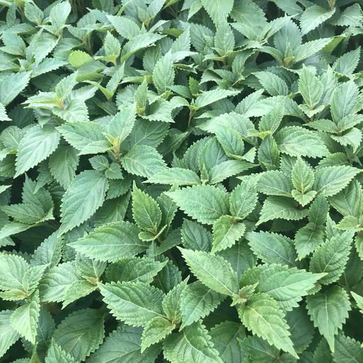 野生溪黄草100克煮凉茶必备