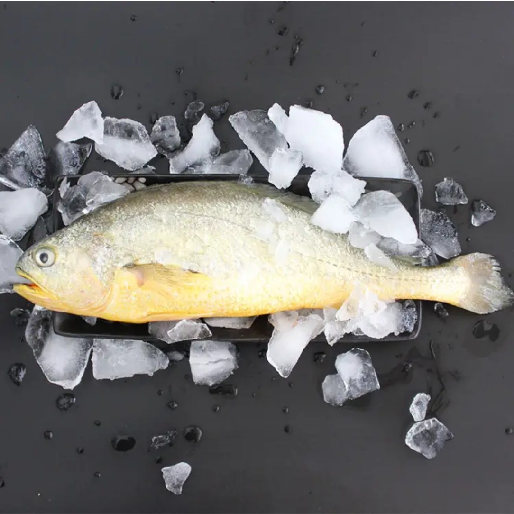 【大黄花鱼】 鲜活纯正海鱼杀好急冻，每条杀前净重约600g，鱼肉鲜甜细腻 杀好急冻锁住营养。