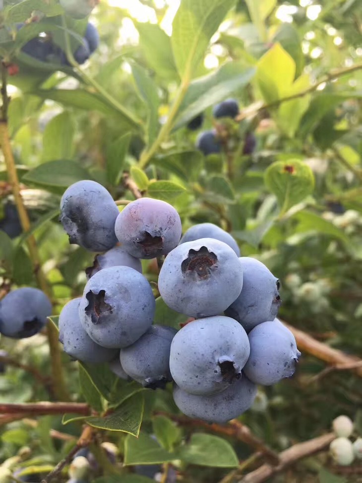 6盒装加拿大okanagan大果粒有机蓝莓750g125g盒6盒包邮