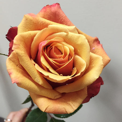 肯尼亚玫瑰樱桃白兰地10支