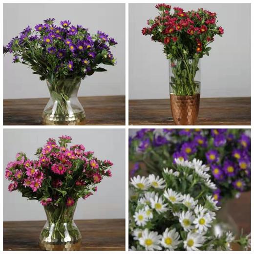 迷你菊 商品图1