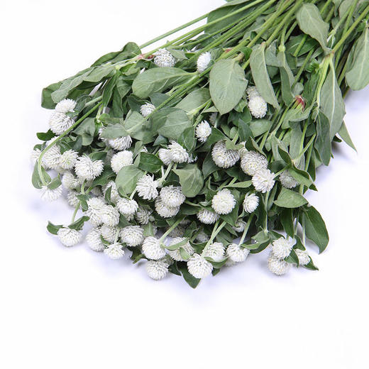 多头千日红白色