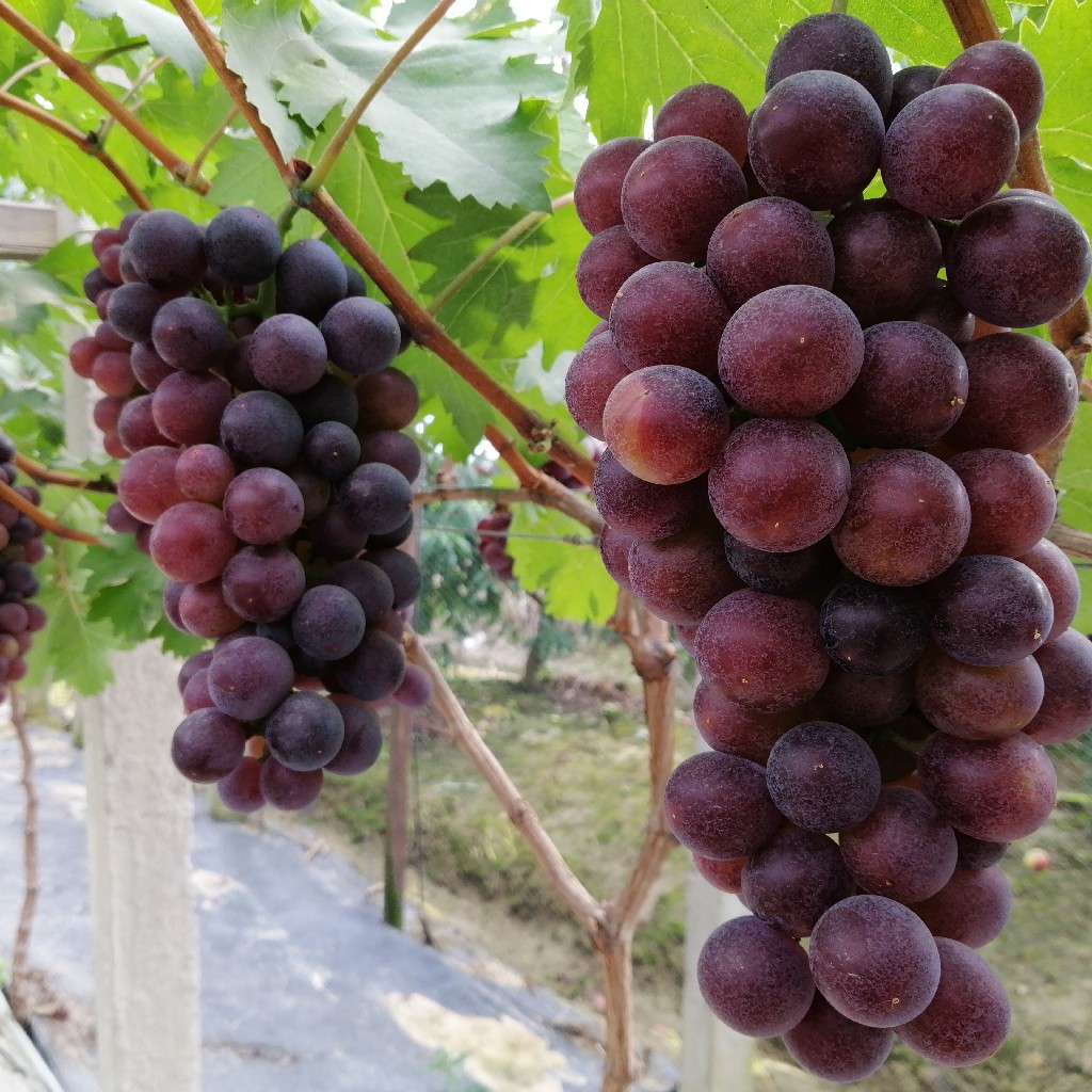 7月21日发货玫瑰味葡萄新鲜采摘青红相间口感鲜甜399元4斤下沙地区