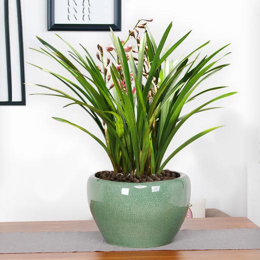 墨兰中国兰绿植盆栽送朋友长辈领导生日祝寿节日祝福年宵花卉绿植盆栽