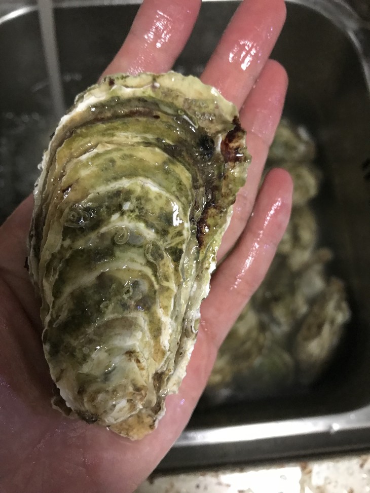 潮州汫洲生蚝2斤鲜活去壳冰鲜发货生蚝肉