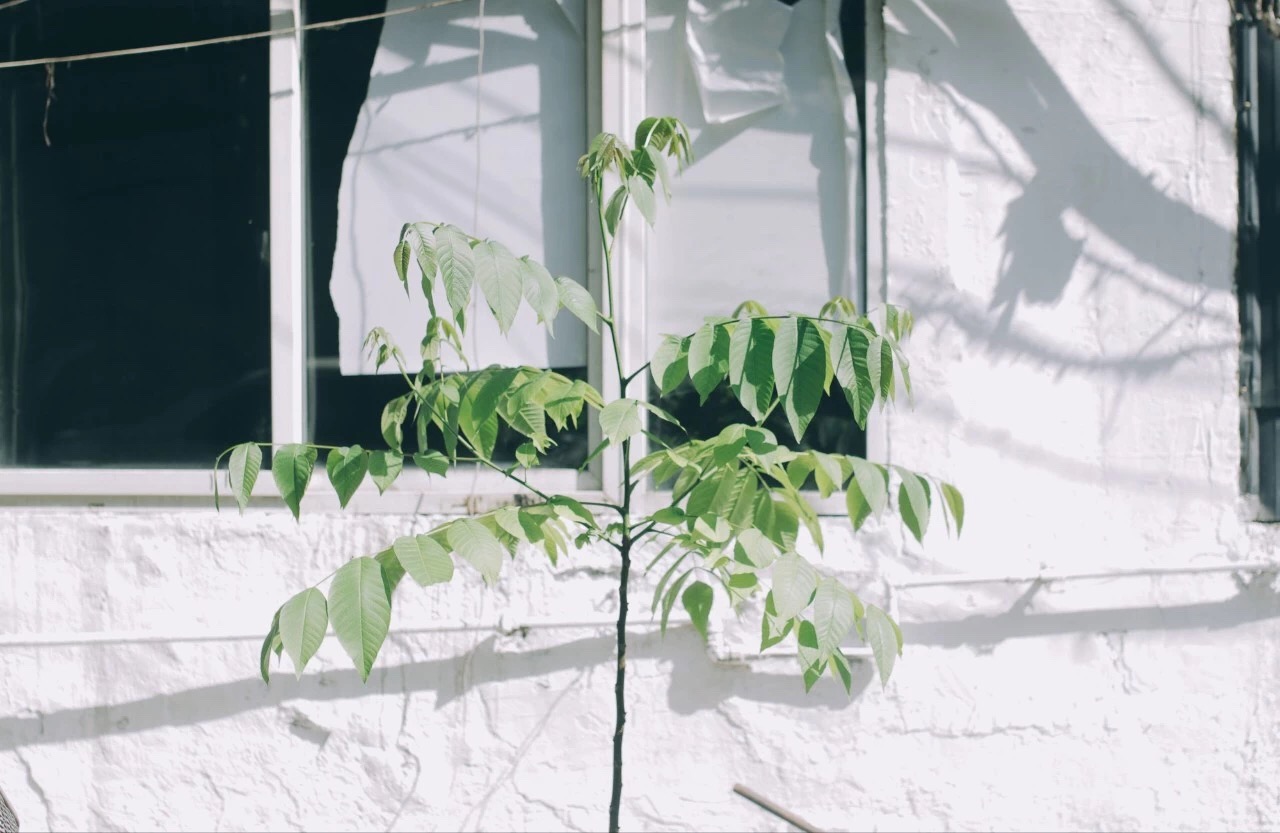 今日入伏，抓住身体彻底排寒的好时机