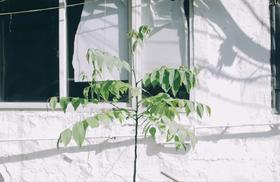 今日入伏，抓住身体彻底排寒的好时机