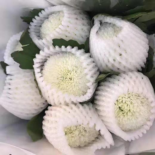 乒乓菊白色约910支扎