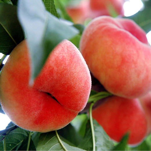 新疆大蟠桃新疆时令水果特产美食 商品图0