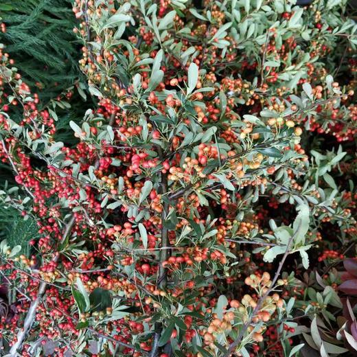 火棘果（红色） 商品图2