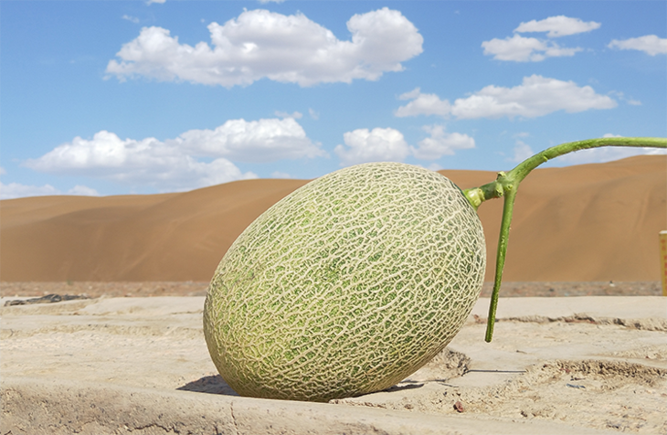 新疆哈密瓜丨火焰山下的西州蜜一口甜到心里去
