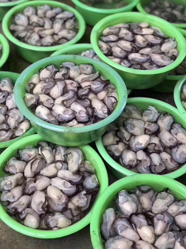 潮州汫洲生蚝2斤鲜活去壳冰鲜发货生蚝肉