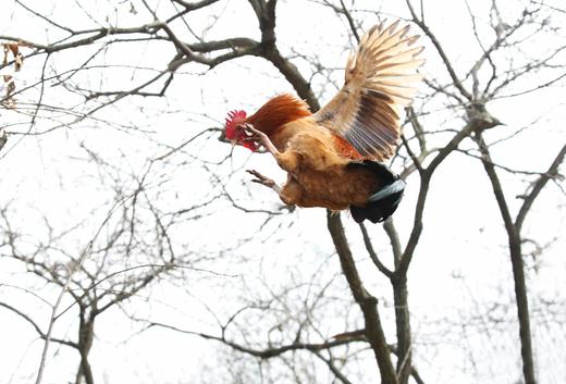 浙江江山 纯散养 银耳老母鸡/土鸡 小公鸡 零抗生素0激素 现杀现发冰鲜发货 商品图2
