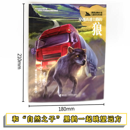 黑鹤动物小说儿童彩绘拼音版·穿越高速公路的狼 商品图2
