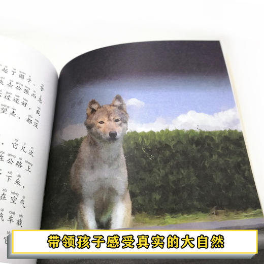 黑鹤动物小说儿童彩绘拼音版·穿越高速公路的狼 商品图4