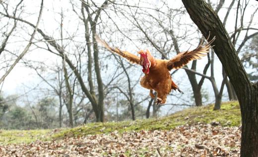 浙江江山 纯散养 银耳老母鸡/土鸡 小公鸡 零抗生素0激素 现杀现发冰鲜发货 商品图1