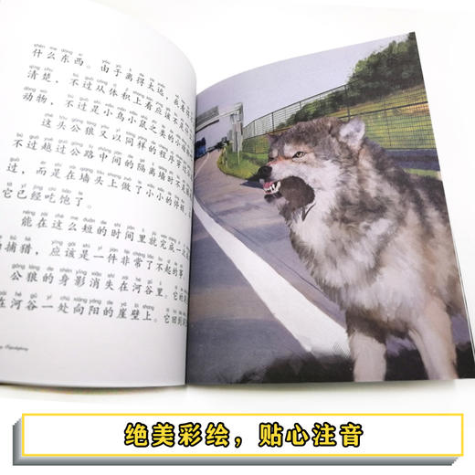 黑鹤动物小说儿童彩绘拼音版·穿越高速公路的狼 商品图3