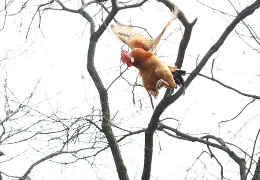 浙江江山 纯散养 银耳老母鸡/土鸡 小公鸡 零抗生素0激素 现杀现发冰鲜发货 商品图4
