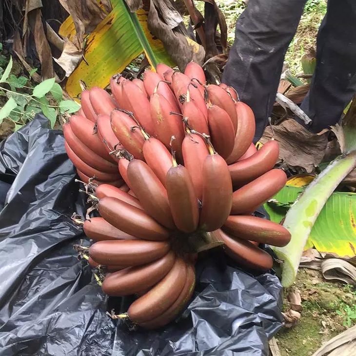 红美人火龙蕉肉质细腻外形圆润清香可口5斤装仅售399元全国大部分地区