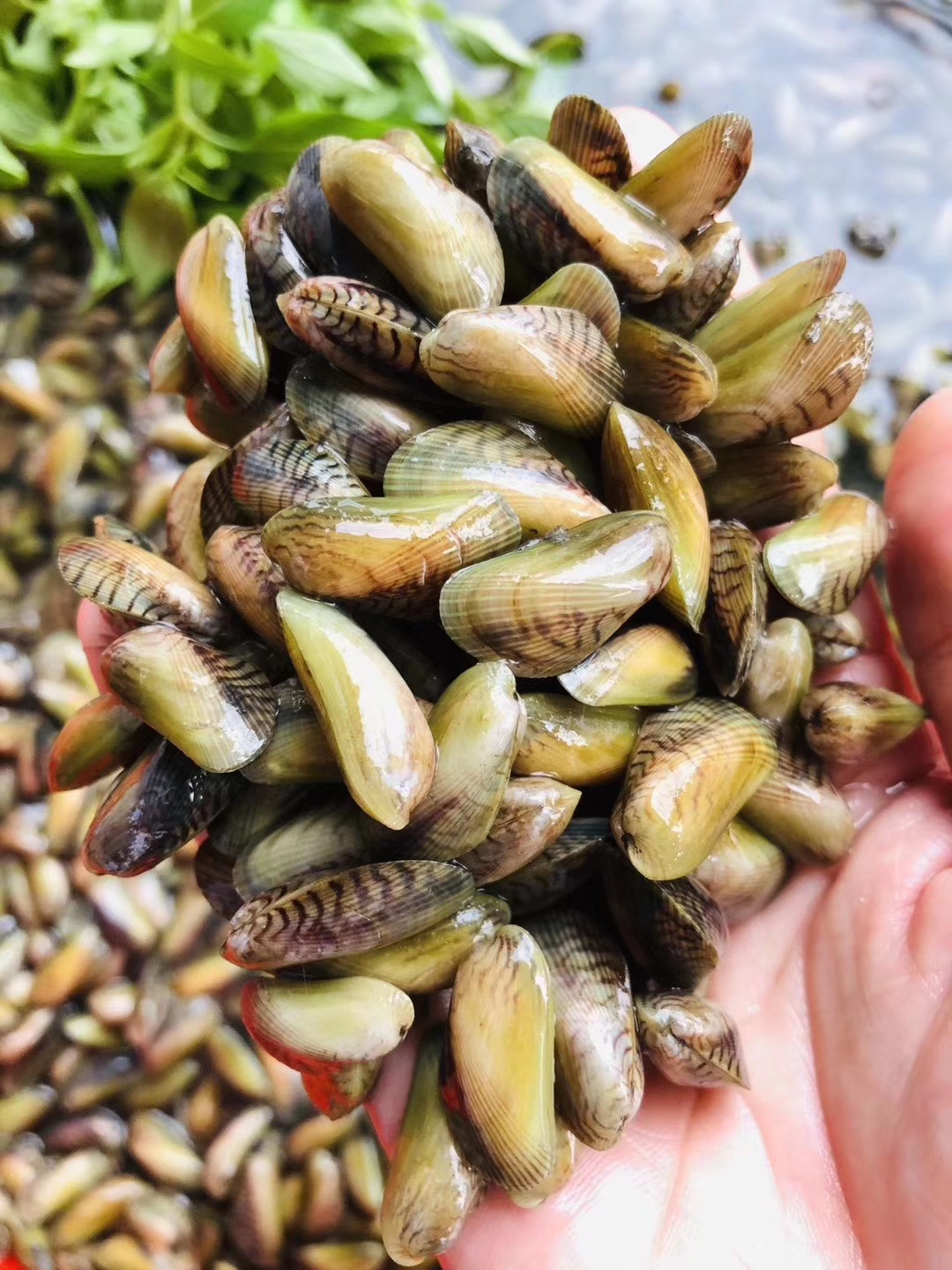 【大海瓜子/薄壳】夏季好吃的薄壳海瓜子 送配菜(金不换)袋装 250g/份