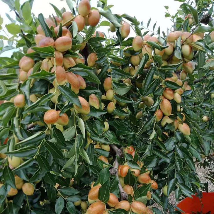 云南大理宾川黑腰枣-每周五发货-色泽鲜,果密,脆硬化渣,香甜可口,营养