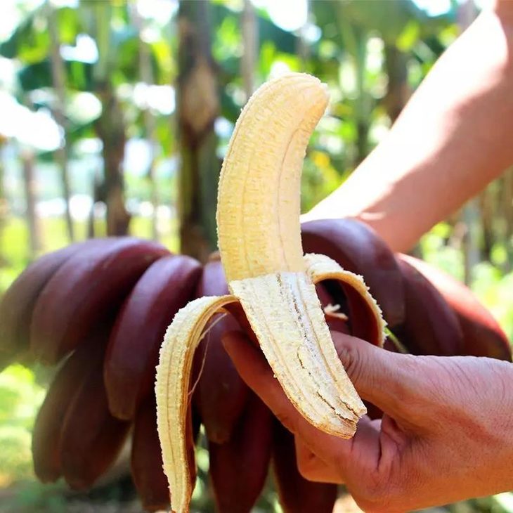 红美人火龙蕉肉质细腻外形圆润清香可口5斤装仅售399元全国大部分地区