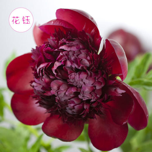 新鲜荷兰进口特别芍药暗红色红色魅力江浙沪皖顺丰包邮
