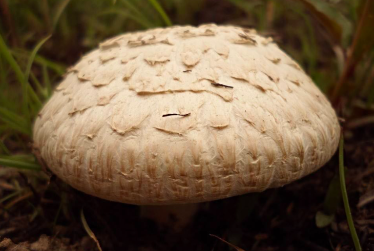 云南野生菌粉包