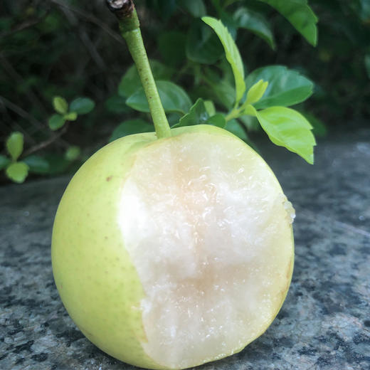 云南昆明 御品小蜜梨 口感细腻 脆甜可口 皮薄多汁