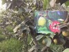 【千脆蜜梨】 生态种植，不套袋，削去果皮，晶莹如雪，甜度高，皮薄核小，清脆多汁！ 商品缩略图3