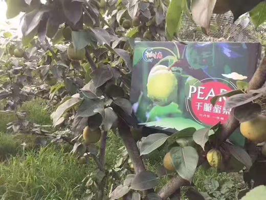 【千脆蜜梨】 生态种植，不套袋，削去果皮，晶莹如雪，甜度高，皮薄核小，清脆多汁！ 商品图3