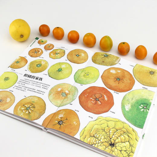 水果的秘密 盛口满的手绘自然图鉴 日本童书研究会推荐儿童插图科普百科绘本书籍 商品图3
